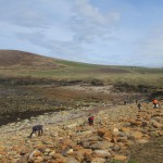 Good turn out to help clean up the beach