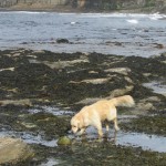 Sniffing around for rubbish