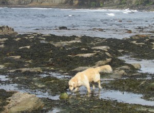 Sniffing around for rubbish
