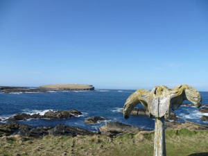 Whale bone and Brough of Birsay, north coast of Orkney