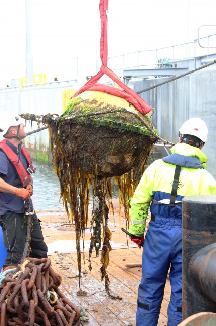 Biofouling of waverider buoy (Credit Andrew Want)