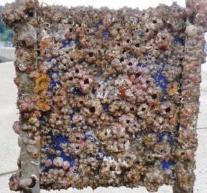 Heavily fouled BioFREE panel recovered in Nagasaki, Japan (Credit, Prof. Yusaku Kyozuka)