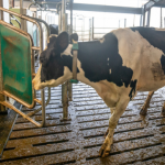 ICNZ - dairy robotics trials