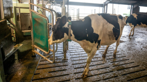 ICNZ - dairy robotics trials