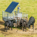 ICNZ - methane emissions